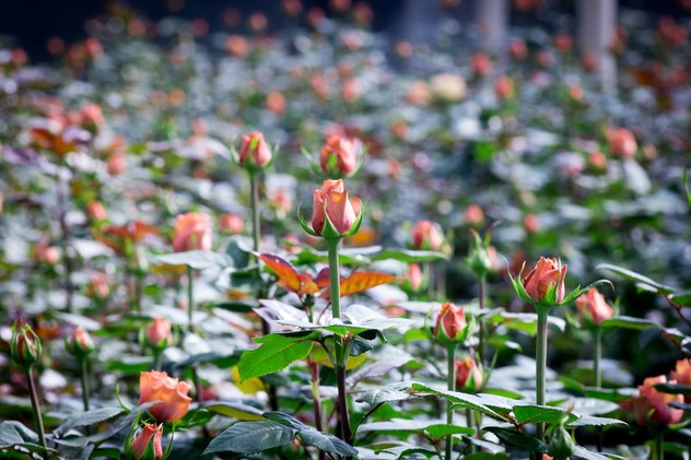 flores